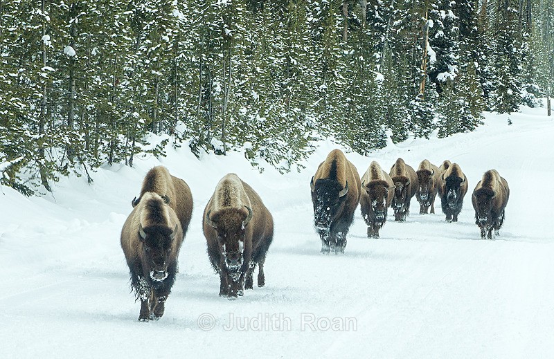 Bison Herd-1 - Yellowstone