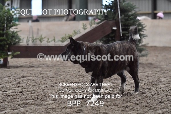 BPP_7249 - 50cm