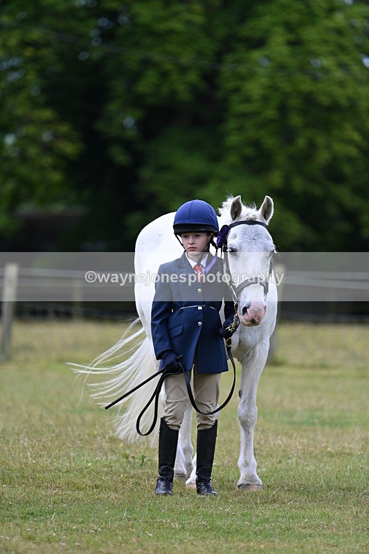 WJ7_6777 - Class 5 Handsome Gelding in hand