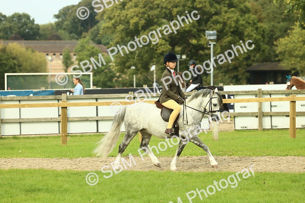 SBM_69848 - S59 - Mountain & Moorland Ridden Small Breeds
