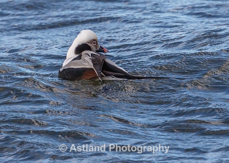 Long-tailed Duck - Latest Images