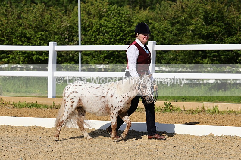 1X9A0596 - Class 3: Youngstock 1, 2, 3 year old not to exceed 153cm