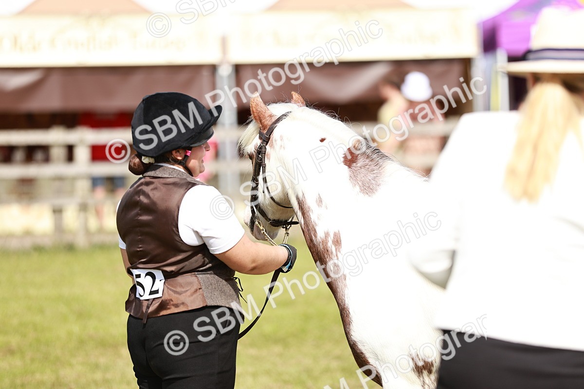 SBM_08655 - Class 63-65 - Traditional Gypsy Cobs In Hand & Ridden