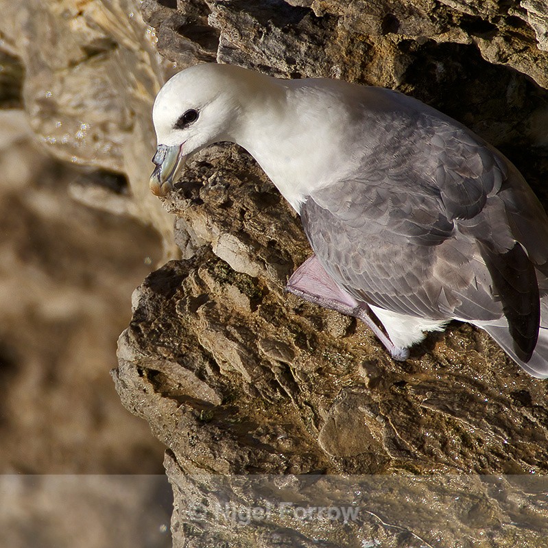 Fulmar precariously balanced on a narrow cliff ledge at Durlston - Fulmar