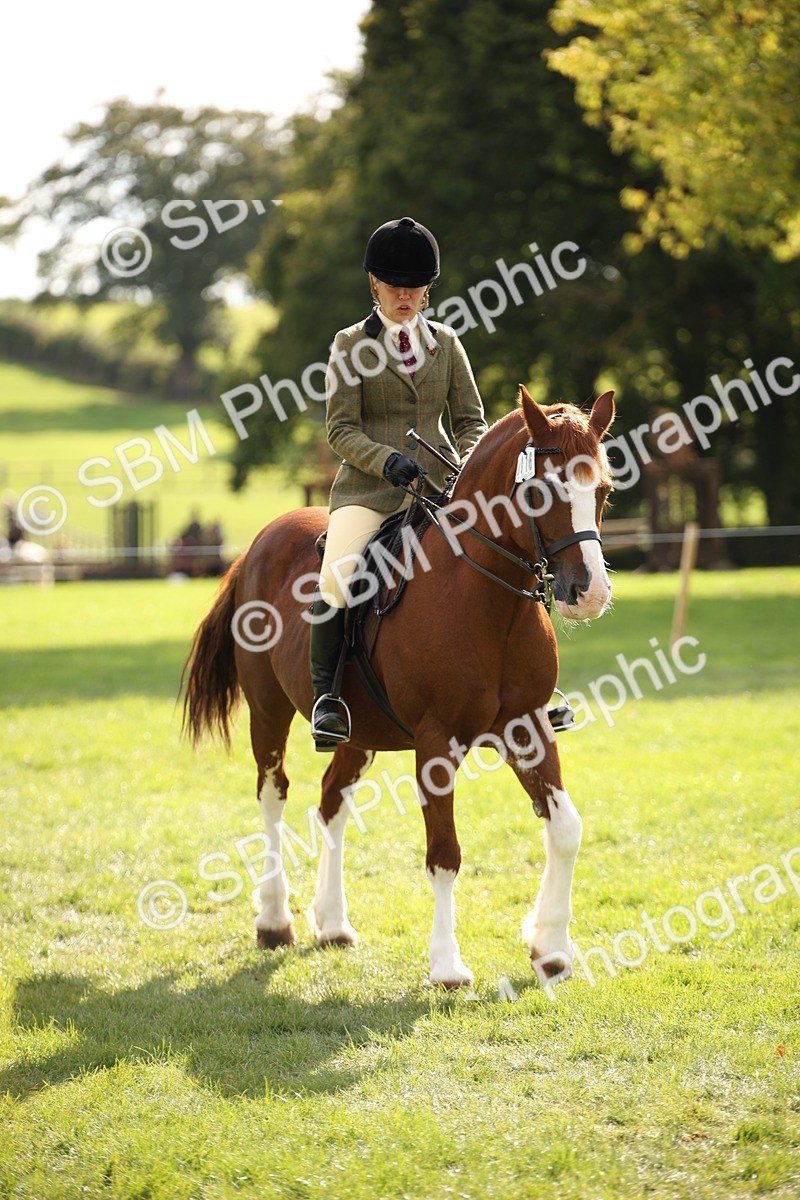 SBM_50046 - S26 - Young Veteran - Ridden