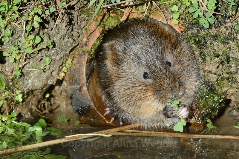 Watervole 2 - British Wildlife