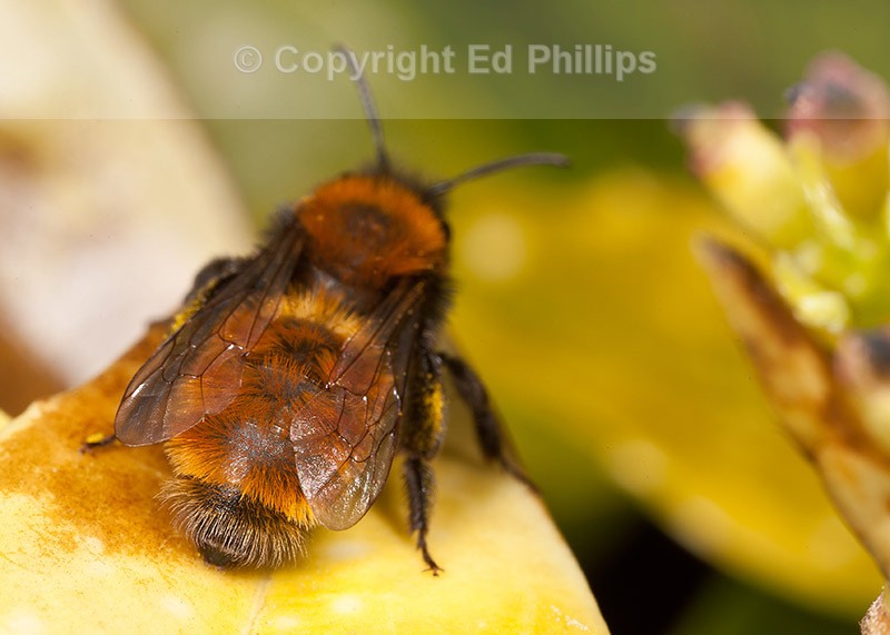 Andrena fulva (f)