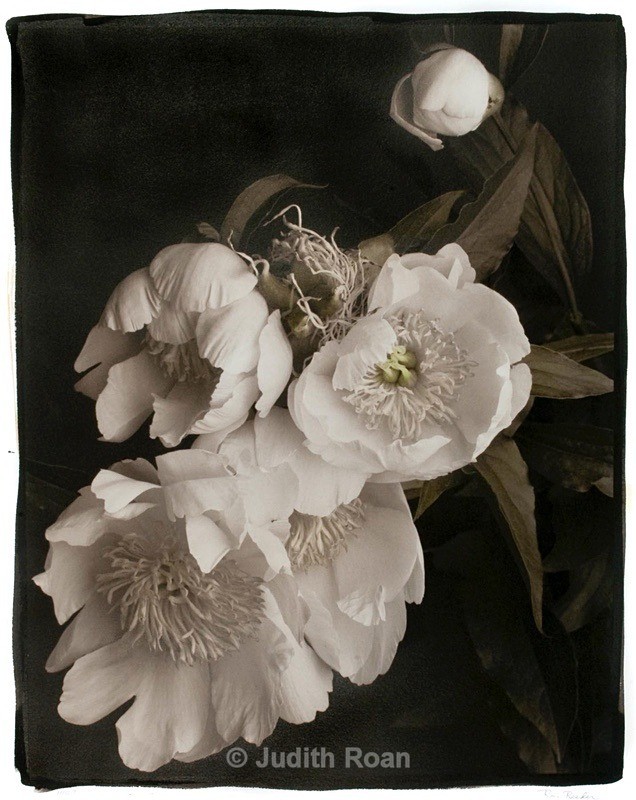 Peonies - Palladium Prints by Ron Reeder