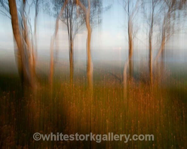 - Light In The Forest