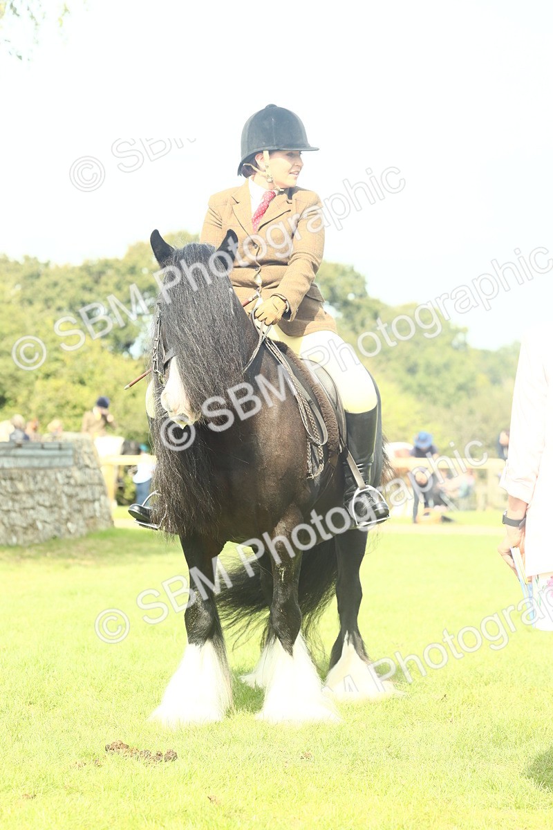 SBM_66614 - S34 - Rehabilitated Rescue Horse & Pony In Hand & Ridden