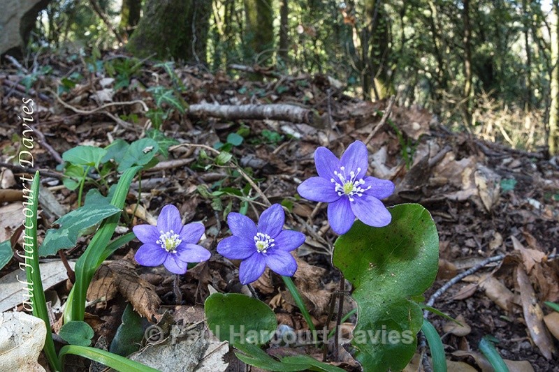  - Plants: wide-angle