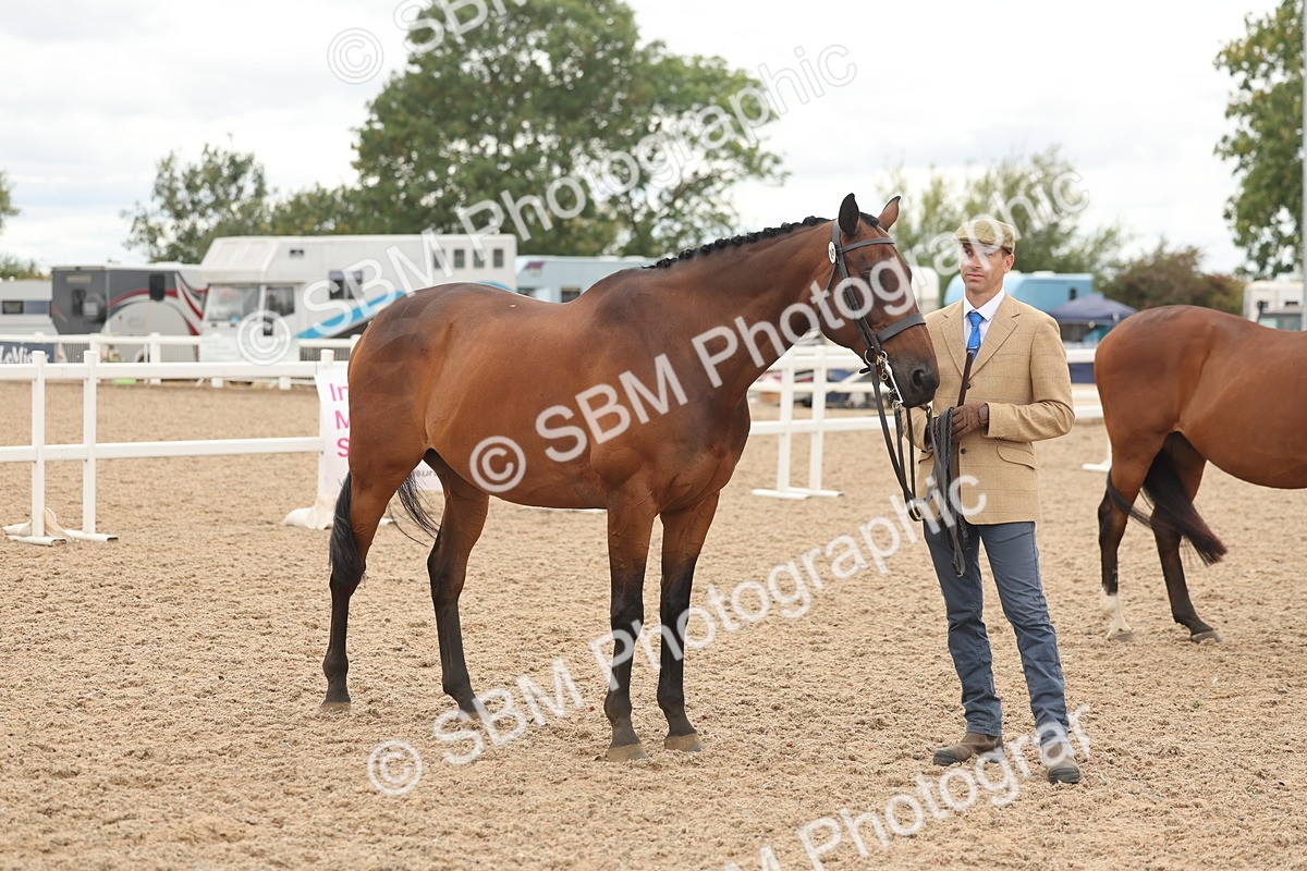SBM_17099 - Class 313 - IH Retired Racehorse