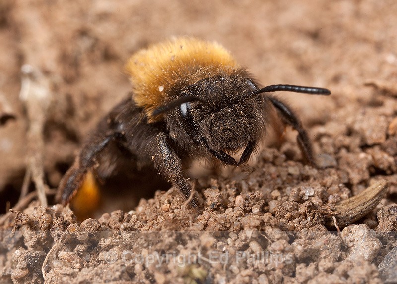 Andrena clarkella (f) - Andrena clarkella