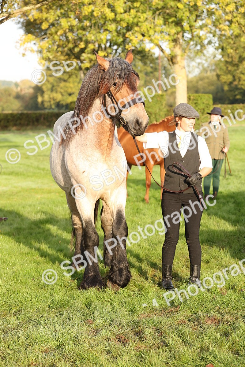 SBM_54444 - S51 - Foreign Breeds In Hand