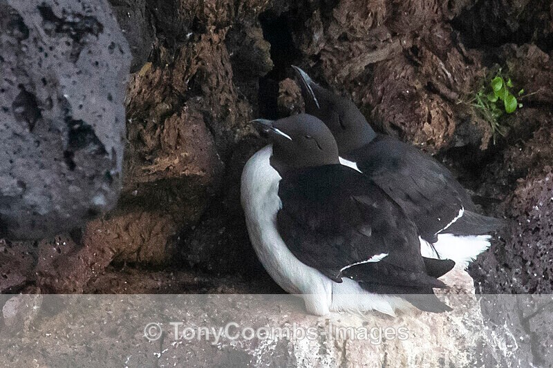 Brunnichs Guillemot - Iceland
