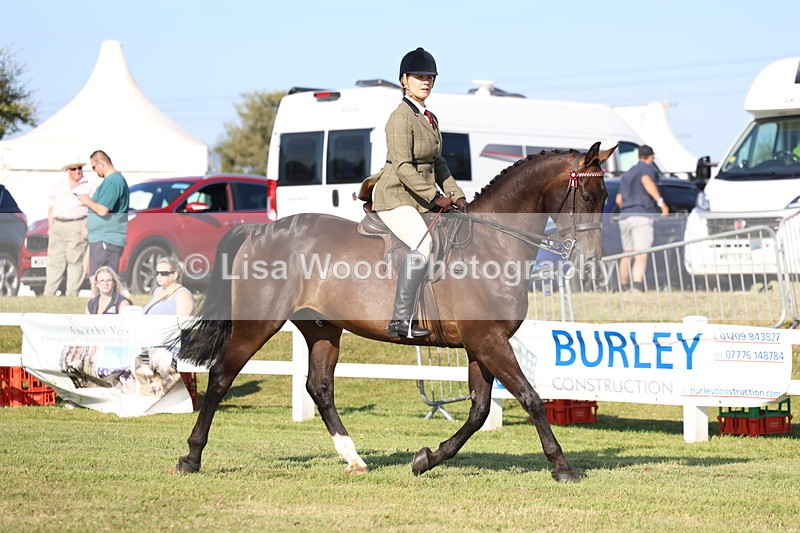 3E7A5266 - Class 2: Rising Star Large Hack/Riding Horse