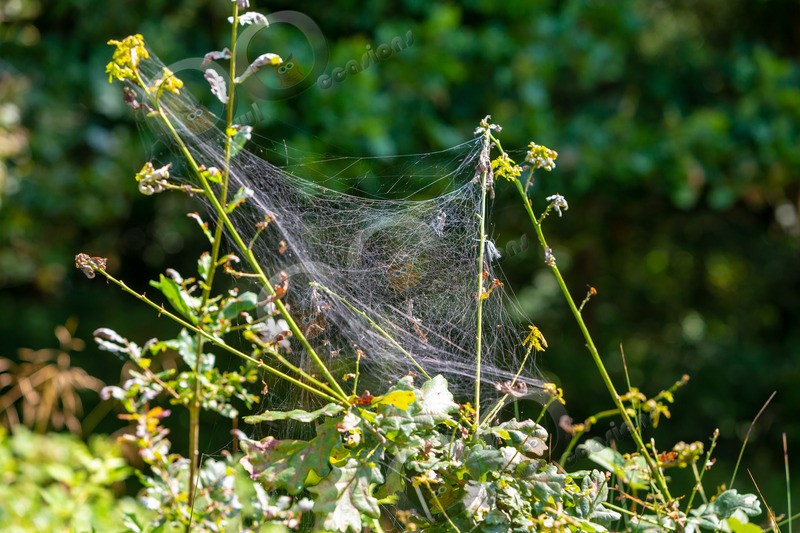 spider web-8096 - Insects from around the world