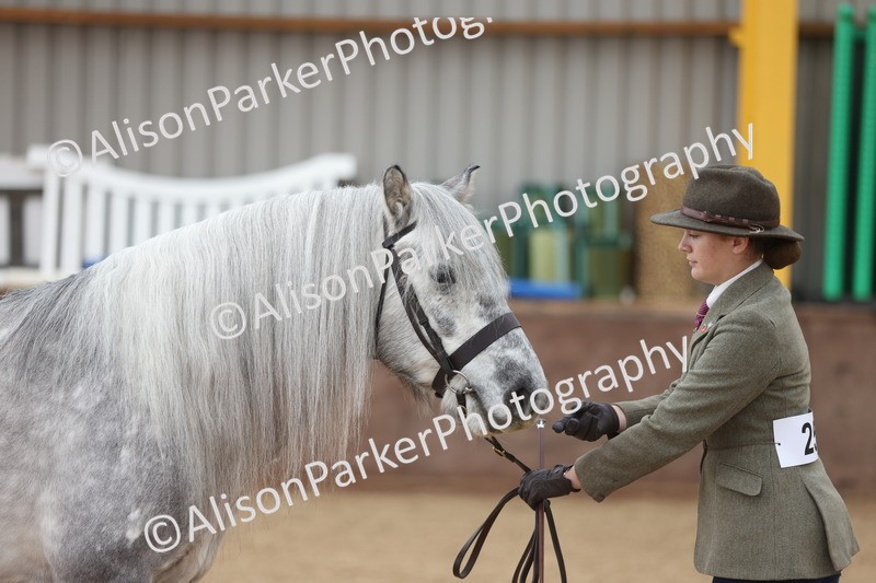 20251109-1035 - Class 28 - Mares 4 Years and over