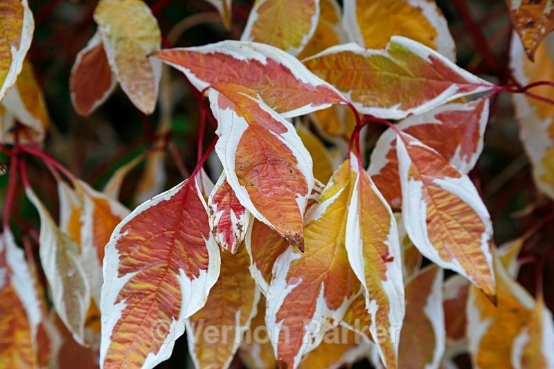 Autumn Leaves - Backgrounds