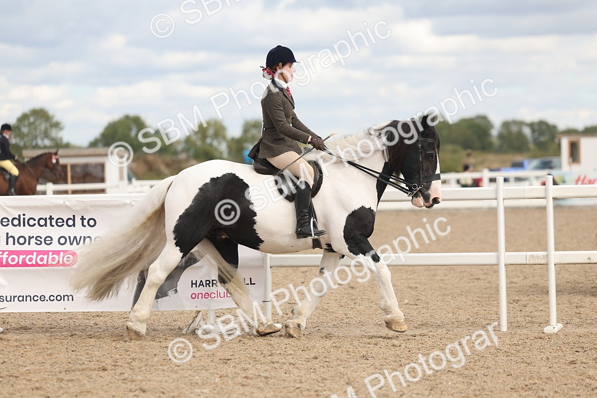 SBM_14740 - Class 308 - Ridden Coloured Horse