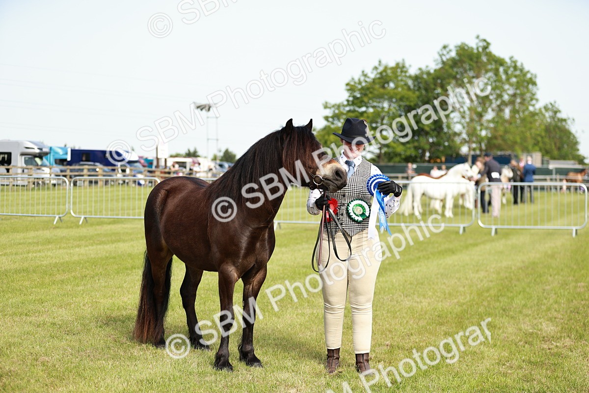 SBM_00656 - Class 14-23 - Mountain & Moorland In Hand Non Welsh