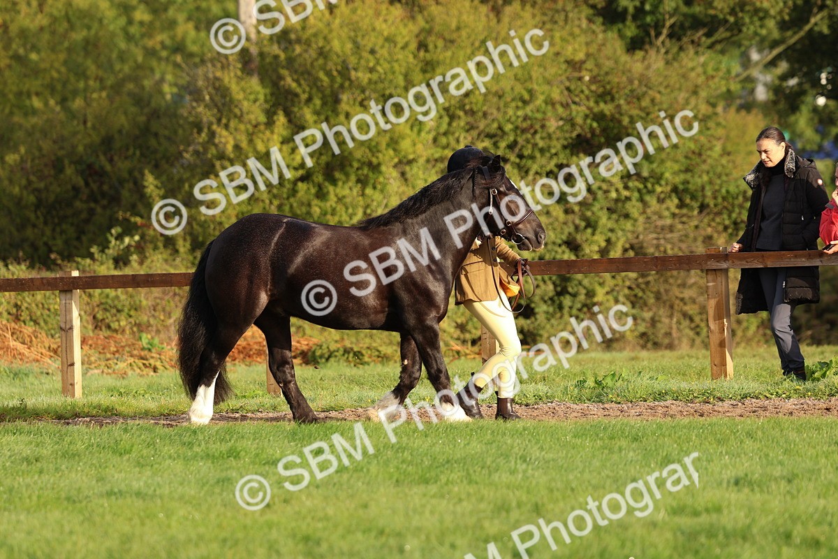SBM_54776 - S39 - Starters In Hand Showing