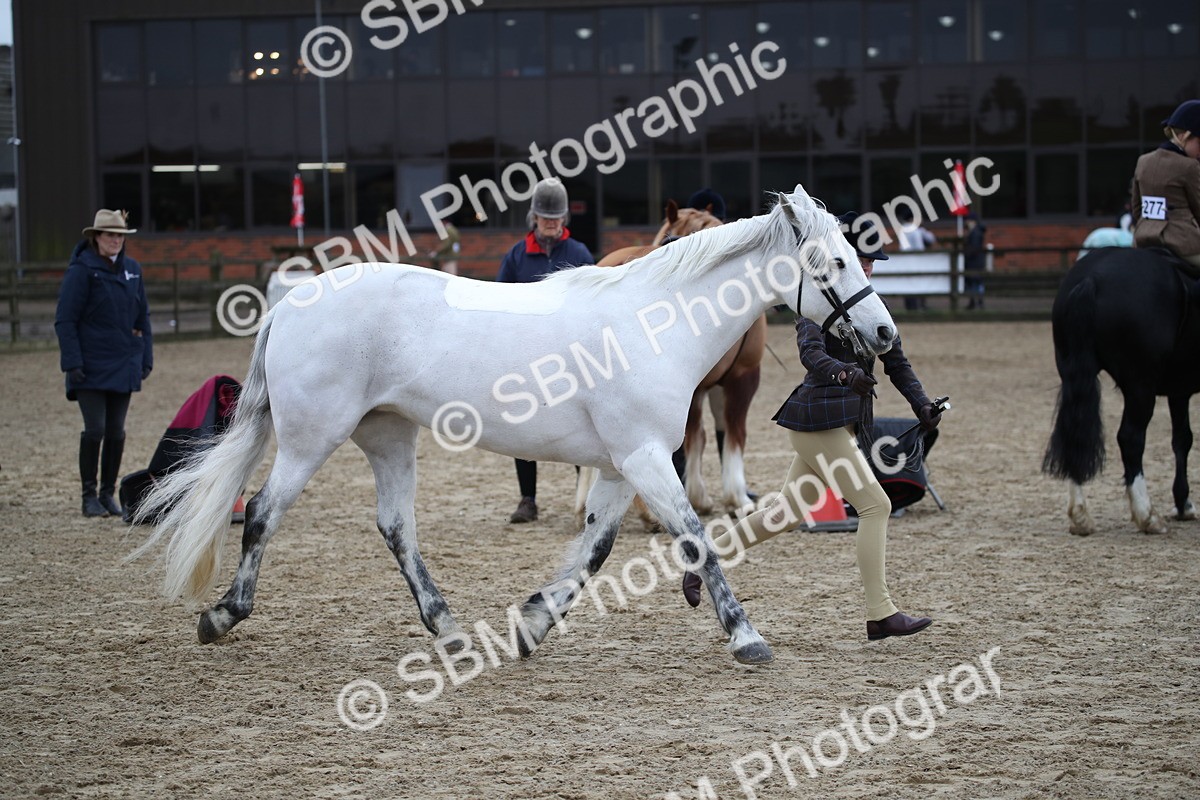SBM_006208 - Class 10-13 - RIHS Small Large Breeds