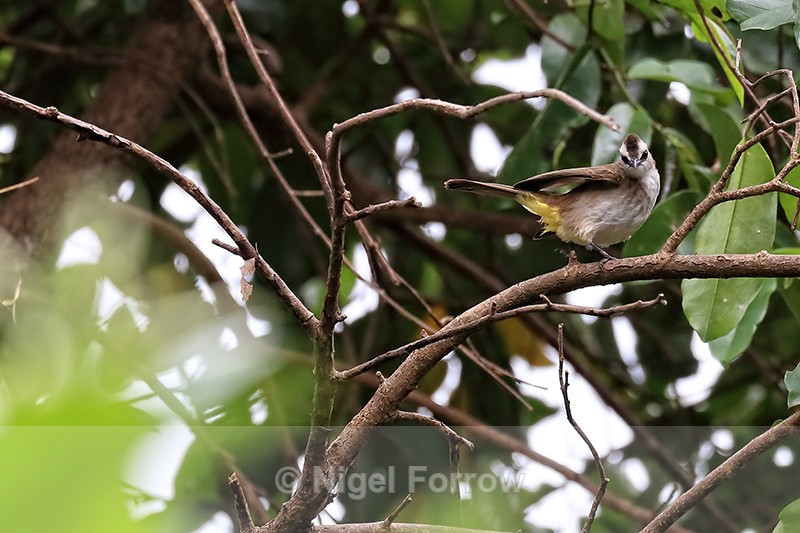Yellow-vented Bulbul, Ubud, Bali - Yellow-vented Bulbul