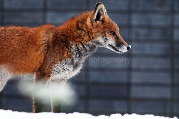  - Urban Foxes, Bristol, Great Britain