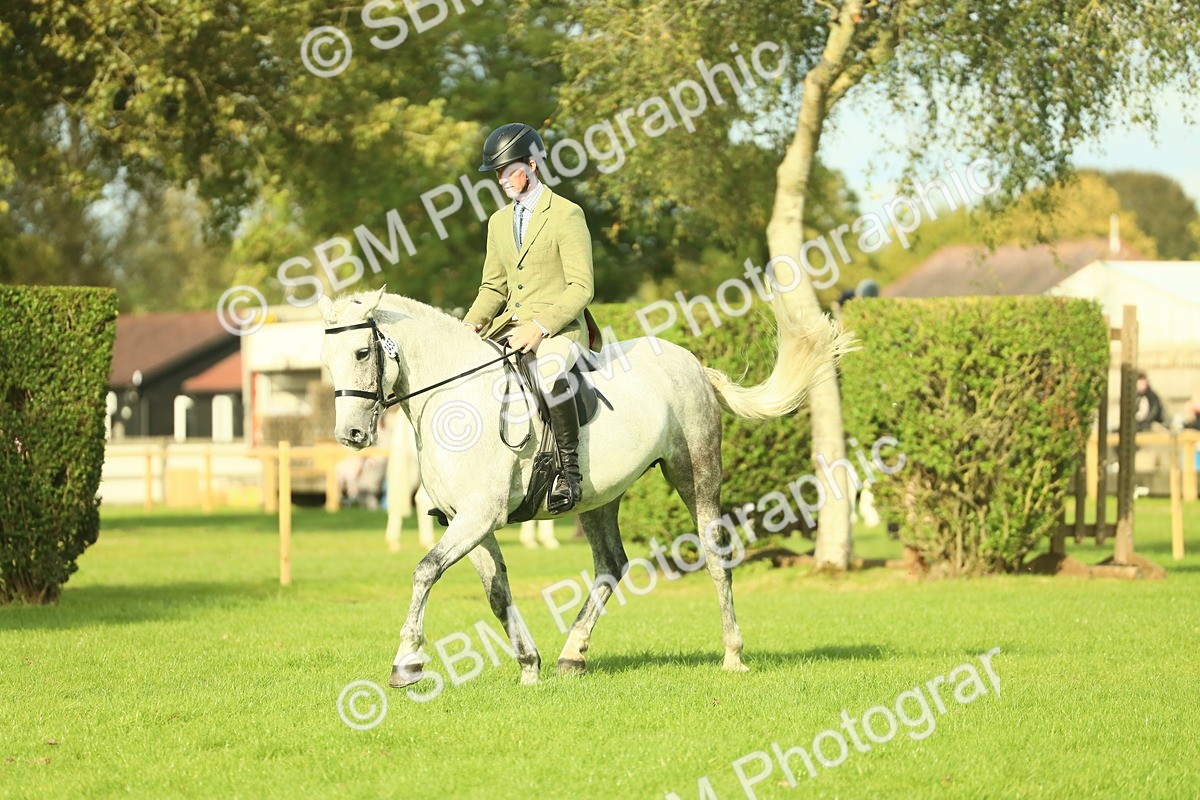 SBM_52121 - S33 - Working Hunter & Working Show Horse