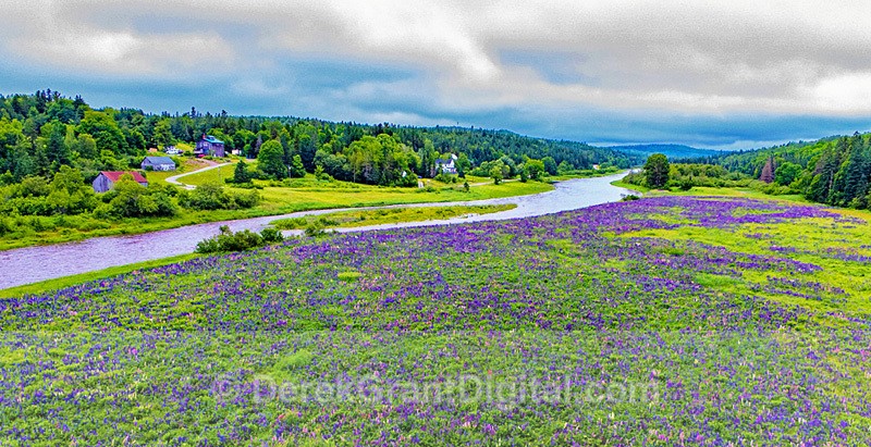 Lupins along the Hammond - New Brunswick Landscape