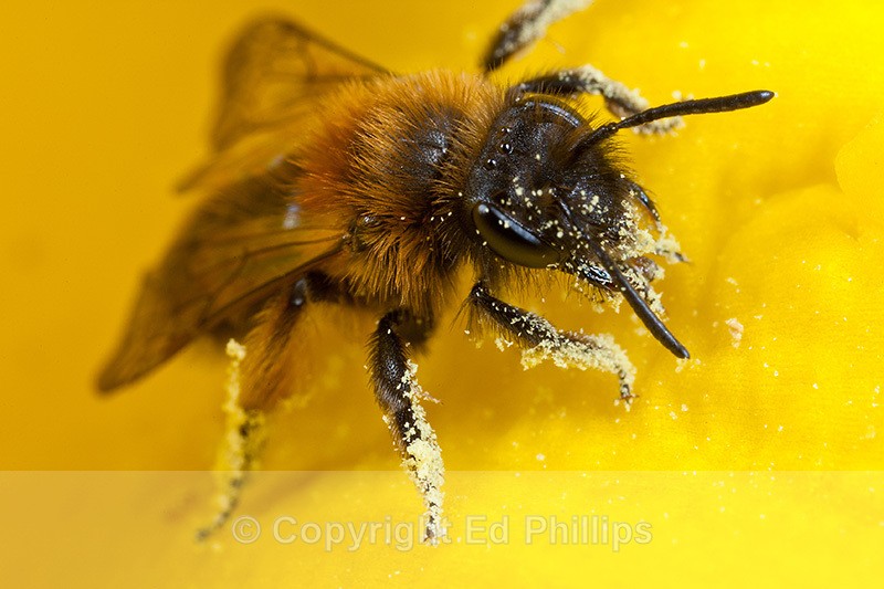 Andrena bicolor (f) - Andrena bicolor