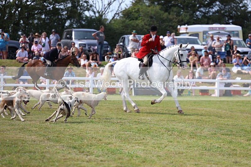 3E7A0144 - Parade of Hounds