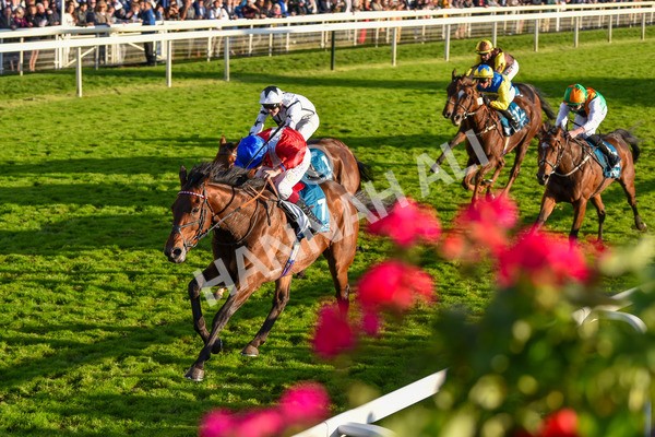 141023-Race 7-Star Ahoy-1664 - Race 7 4.45pm Coral 'Committed To Safer Gambling' Finale Handicap