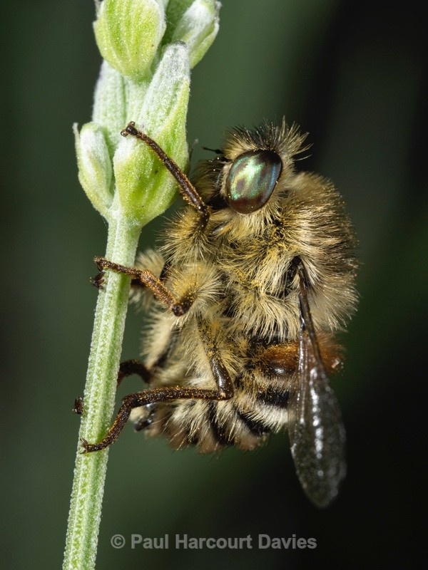 Hoverfly (Falennia fasciata) - Ten Metres from Home 2021