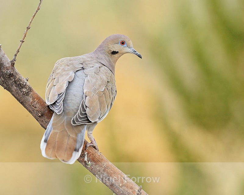 White-winged Dove, Bosque del Apache, New Mexico - White-winged Dove