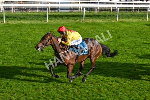 111024-Race 5-Vince LAmour-2015 - Race 5 3.45pm Copper Knight - Winning Most Horse At York Handicap