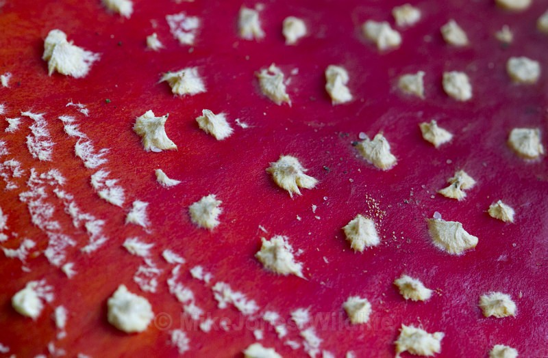 ' Fly agaric ' Amanita muscaria, Tatton Park, Cheshire - FUNGI (MUSHROOM) IMAGES