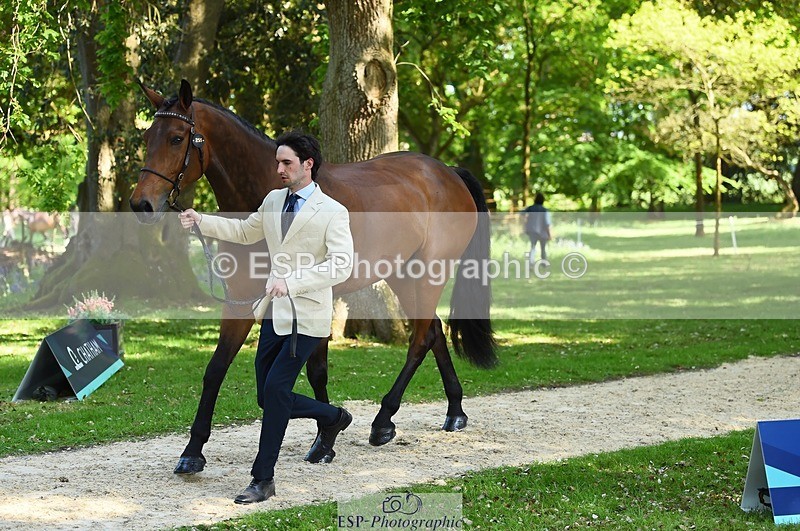 230524-161218-00756 - 255-HI_MR_HENRY-Henry_Hobby-WEDTrotUp+DR