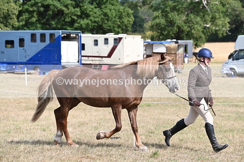 WJ6_6439 - Class 20 In-hand Cob