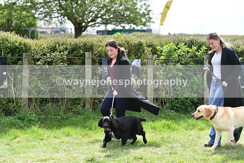 WJ5_9834 - Class 3 Most Handsome Dog