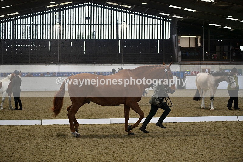 WJ5_3635 - Class 5 In Hand Veterans