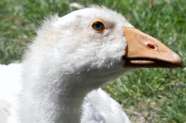 240jpg - Animals