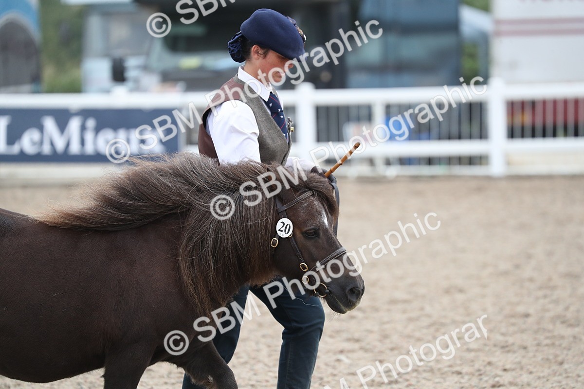 SBM_17866 - Class 317 IH Pure bred Horse/Pony