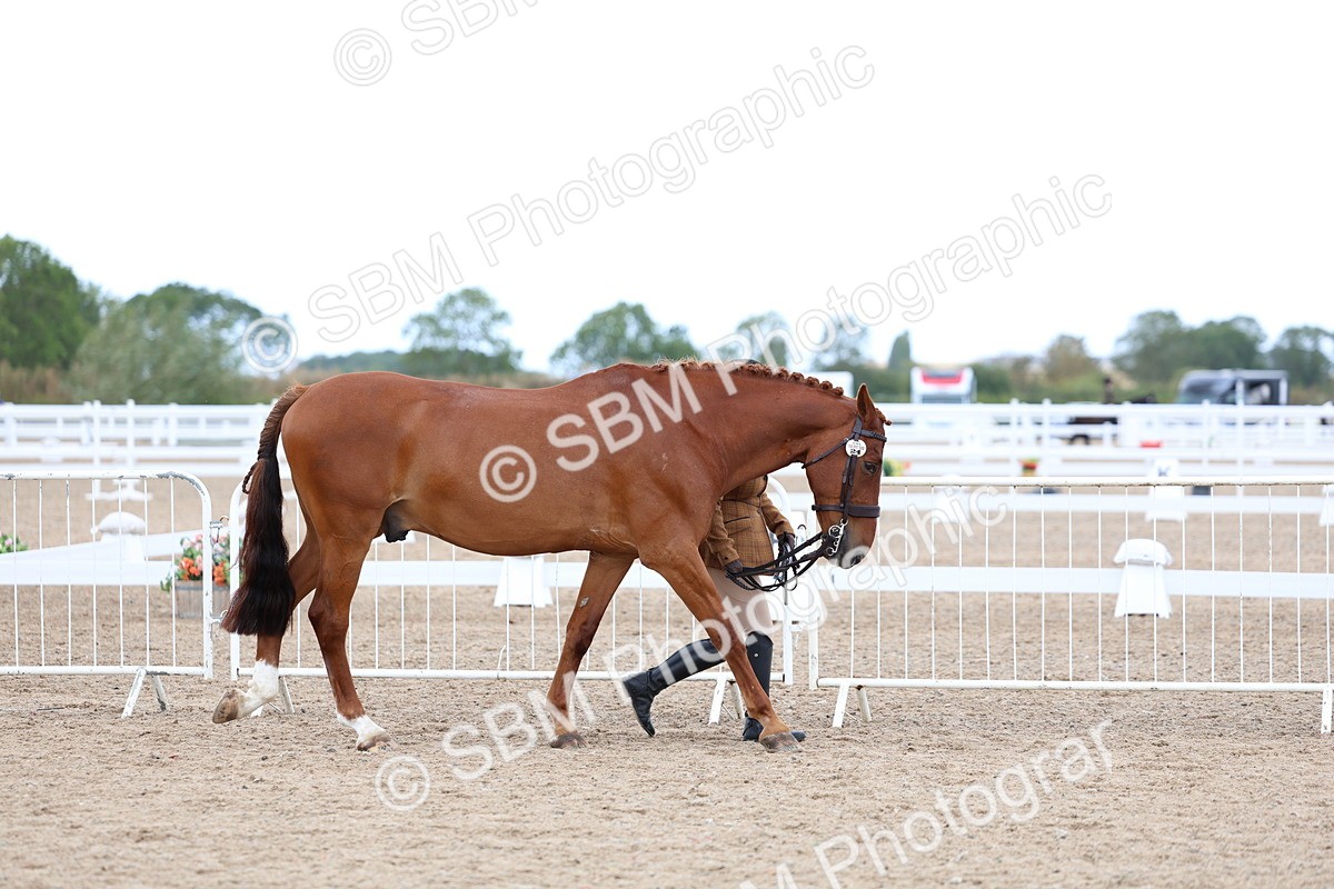SBM_04988 - Class 27 - IH Competition Horse or Pony