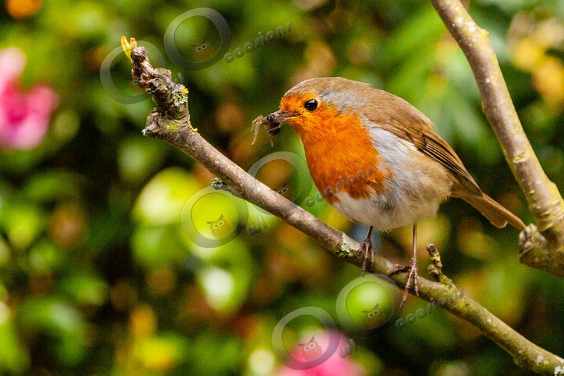 Robin Erithacus rubecula7695 - UK birds