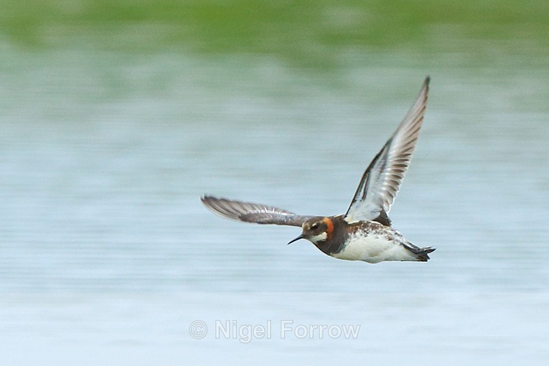 Red-necked Phalarope (male) flying, Iceland - Red-necked Phalarope