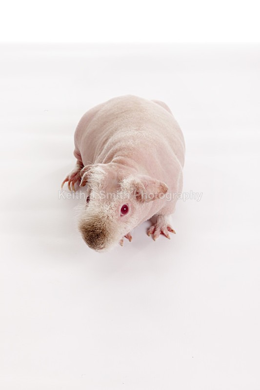 2SKJ8929 - Roaming Reptile Show. II