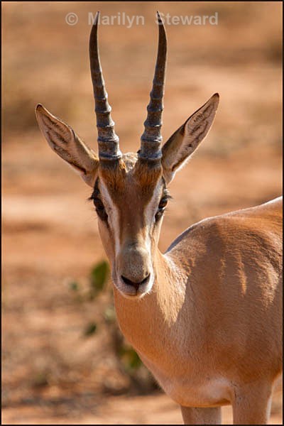 Impala male - Kenya, Tsavo East