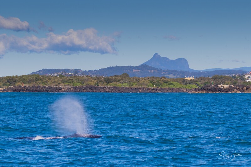 Humpback Whale Blow Mt Warning 3.0A3A2290 - 2025 Whales